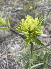 Castilleja lutescens
