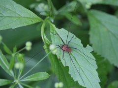 Leiobunum calcar