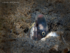 Bascanichthys bascanium
