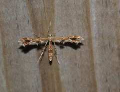 Geina periscelidactylus