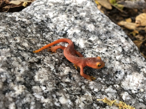 iNaturalist observation photo of Sierra Newt