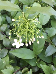 Wrightia religiosa