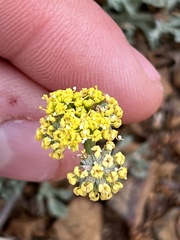 Lomatium watsonii