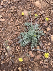 Lomatium watsonii