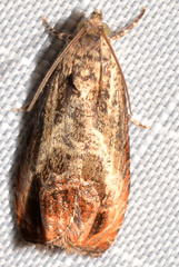 Olethreutes hamameliana