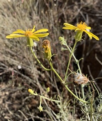 Senecio flaccidus douglasii