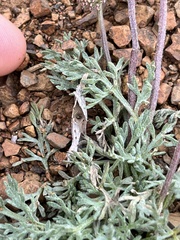 Lomatium watsonii