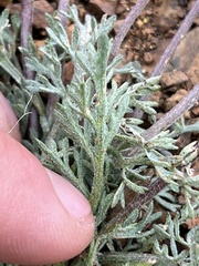 Lomatium watsonii