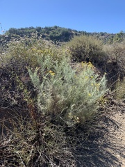 Senecio flaccidus douglasii