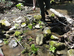 Symplocarpus foetidus