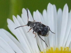Bruchidius bimaculatus