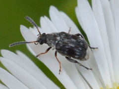 Bruchidius bimaculatus