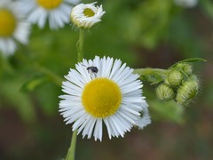 Bruchidius bimaculatus