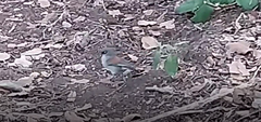 Junco phaeonotus