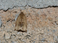 Coelostathma discopunctana