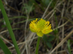Ranunculus cardiophyllus