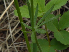 Ranunculus cardiophyllus