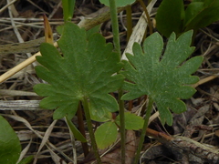 Ranunculus cardiophyllus