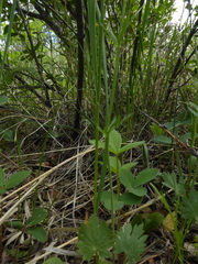 Ranunculus cardiophyllus