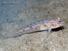 Coryphopterus glaucofraenum