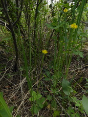 Ranunculus cardiophyllus
