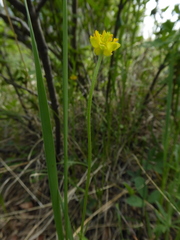 Ranunculus cardiophyllus