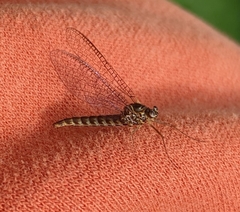 Siphlonuridae