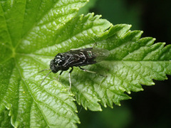 Eriocampa dorpatica