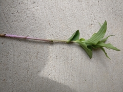 Epipactis helleborine