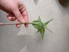 Epipactis helleborine