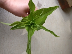 Epipactis helleborine