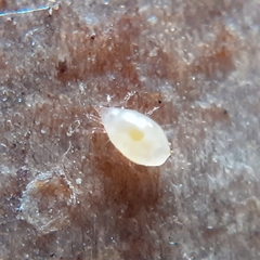 Acari