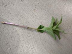 Epipactis helleborine