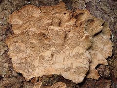 Phellinus abietis