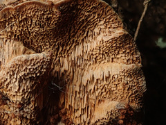 Phellinus abietis