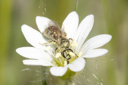 Angle-faced Metallic-sweat Bee