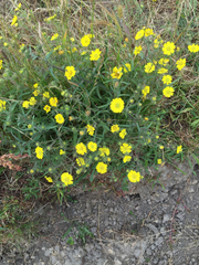 Hemizonia congesta lutescens