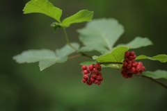 Rhus aromatica aromatica