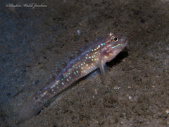 Coryphopterus glaucofraenum