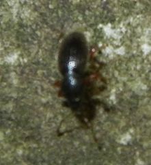 Barypeithes pellucidus