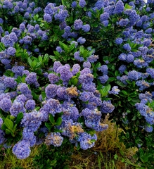 Ceanothus gloriosus