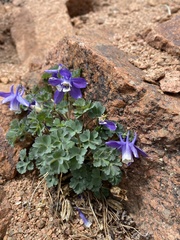 Aquilegia saximontana
