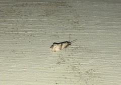 Cochylidia implicitana