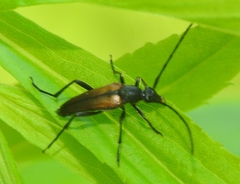 Stenurella melanura