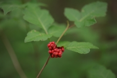 Rhus aromatica aromatica