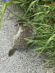 Marmota monax