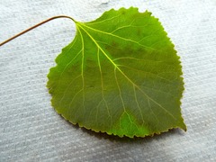 Populus × smithii
