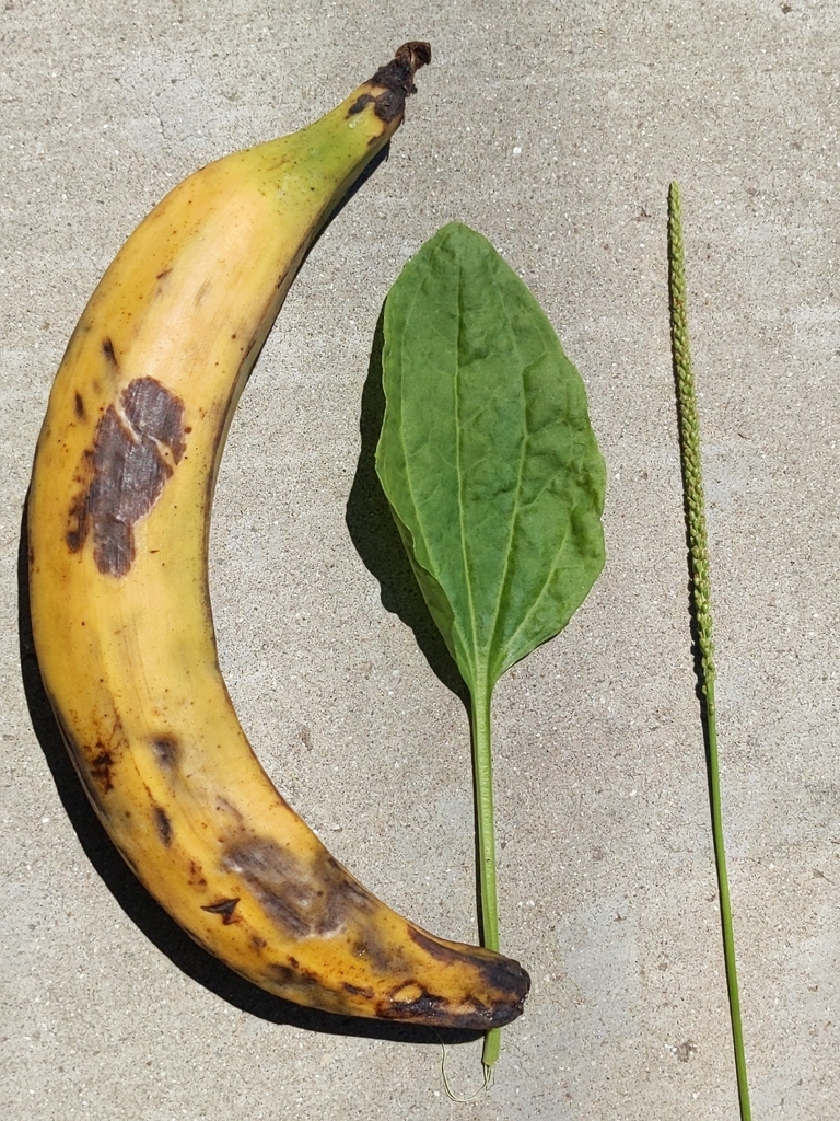 Plantago major, Corona, CA 92880, USA