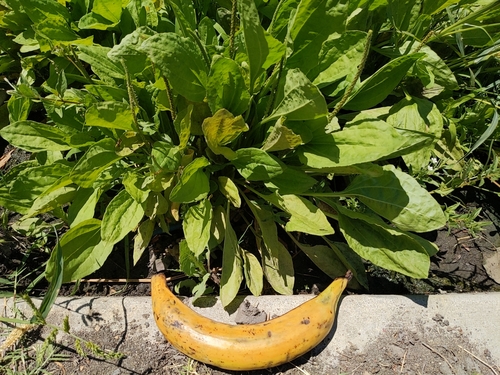 Plantago major