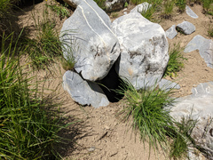 Marmota marmota